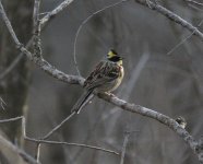 Yellow-throated Bunting.jpg