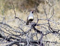 CALIFORNIA QUAIL 0001.jpg