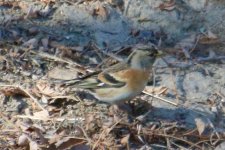 Brambling.jpg