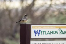 Say's Phoebe NW RS.jpg