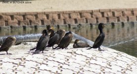 Double-crested Cormorants WM RS 0001.jpg