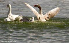 GULL VS GEESE RS 0001.jpg