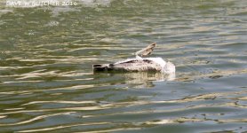 GULL VS GEESE RS 0002.jpg