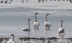 Banded Swan.jpg