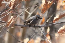 Brown-eared Bulbul.jpg