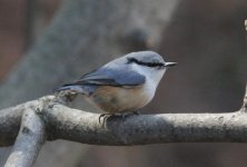 Eurasian Nuthatch.jpg