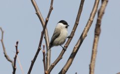 Marsh Tit 2.jpg