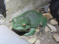 Green tree frog.JPG