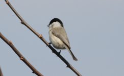 Marsh Tit.jpg