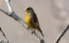 Oriental Greenfinch.jpg