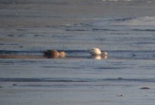 Spot-billed Duck leucistic.jpg