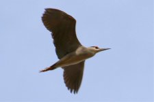 Black-Crowned Night Heron.jpg