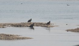 White-tailed Sea Eagle.jpg