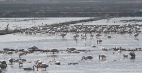 Whooper Swan.jpg