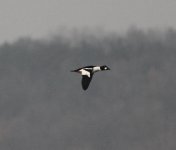 Common Goldeneye.jpg