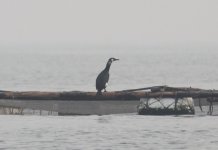 Japanese Cormorant.jpg