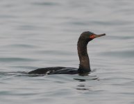 Pelagic Cormorant.jpg