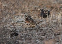 Lapland Bunting.jpg