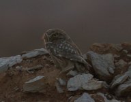 Little Owl.jpg