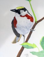 2527-SX50-Chestnut-sided Warbler Sketch from GT Ref - Jan, 16.jpg