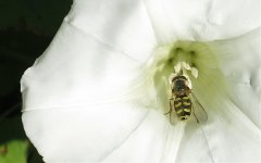 unknown_hoverfly2.jpg