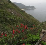 IMG_6744 red flowers @ Fan Lau .jpg