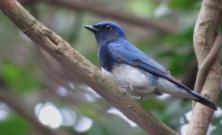 IMG_6751 Blue-and-white Flycatcher @ Fan Lau.JPG