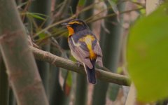 IMG_6753 Narcissus Flycatcher @ Fan Lau.JPG