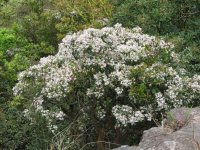 IMG_6743 Flowering shrub @ Fan Lau.JPG