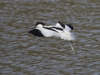 Avocet _G9A0370.jpg