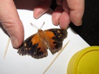 Moth Butterfly Liphyra brassolis male 19 02 16 (5).JPG