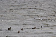 Sleeping Far Eastern Curlew.jpg