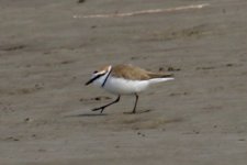 Kentish Plover (1).jpg