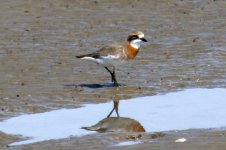 Lesser Sand Plover (1).jpg