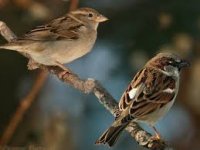 house sparrows.jpg