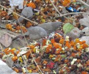 IMG_6491 Jungle Babblers @ Delhi.JPG