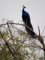 IMG_6493 Indian Peafowl @ Delhi.jpg