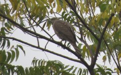 IMG_6508 Shikra @ Delhi.JPG