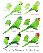 Parrots21reduced.jpg
