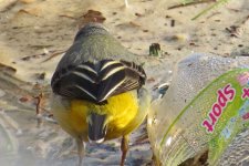 Worst Grey wagtail.jpg