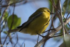 Blue Winged Warbler  4-23-2016-12.jpg