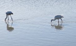 ElHondo_spoonbill+flamingo_s.jpg