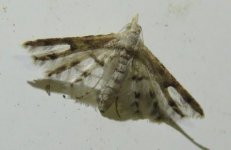 Cenoloba ANIC1 29 01 16.JPG