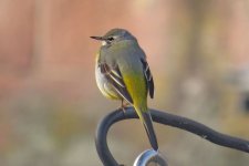 Grey wagtail 2.jpg