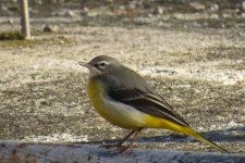 Grey wagtail 3.jpg