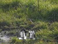 grey wagtail mar 14 2016.jpg