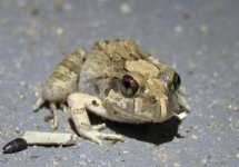 ornate b frog.JPG