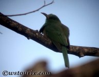 blue-bearded_bee-eater.jpg