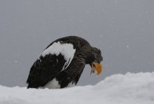 eagle eating on the snow.JPG