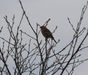 pine grosbeak.JPG